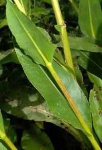 Senecio doria