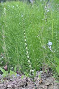 Equisetum telmateia