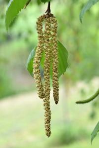 Betula alba