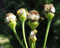 Senecio pyrenaicus