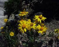 Senecio pyrenaicus