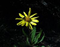 Senecio pyrenaicus