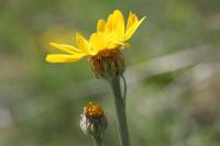 Senecio doronicum subsp. doronicum