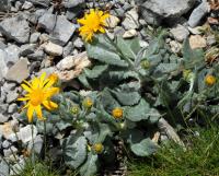 Senecio doronicum subsp. doronicum