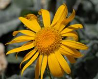 Senecio doronicum subsp. doronicum