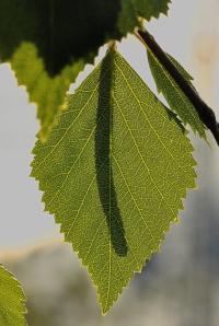 Betula alba