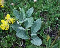 Senecio doronicum subsp. doronicum