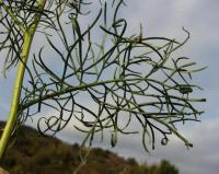 Senecio adonidifolius