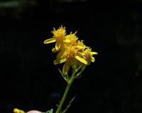 Senecio adonidifolius