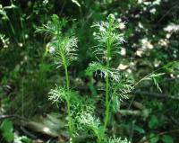 Senecio adonidifolius