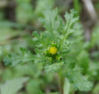 Senecio vulgaris