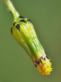 Senecio vulgaris