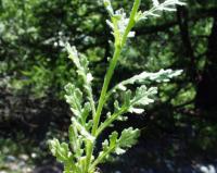 Senecio viscosus