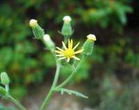 Senecio viscosus