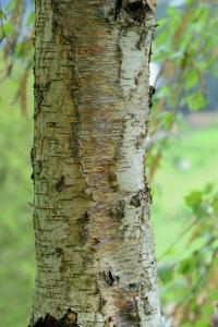 Betula alba