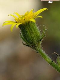 Senecio viscosus