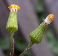 Senecio lividus