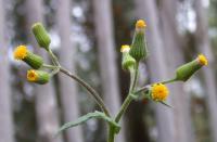 Senecio lividus