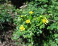 Senecio lividus