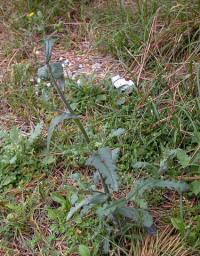 Senecio lividus