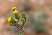 Senecio sylvaticus