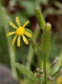 Senecio sylvaticus