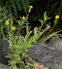 Senecio sylvaticus