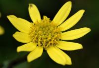 Senecio gallicus