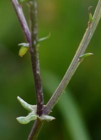 Senecio gallicus