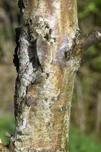 Betula pendula 