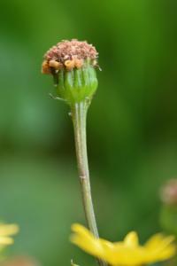 Senecio gallicus