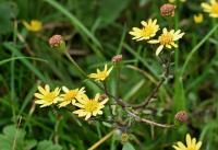 Senecio gallicus