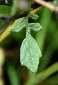 Senecio gallicus