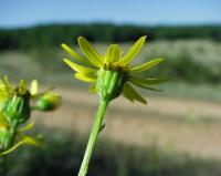 Senecio erucifolius