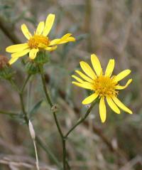 Senecio erucifolius