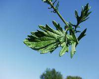 Senecio erucifolius