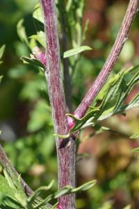 Senecio erucifolius