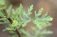 Senecio jacobaea