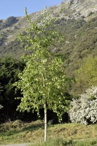 Betula pendula 