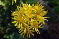 Senecio jacobaea