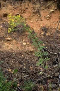 Senecio jacobaea