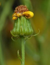 Senecio jacobaea