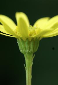 Senecio aquaticus subsp. erraticus