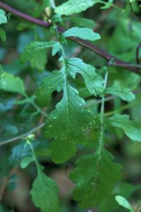 Senecio aquaticus subsp. erraticus