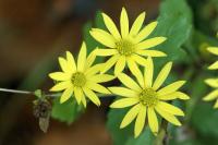 Senecio aquaticus subsp. erraticus