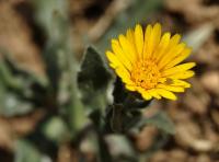 Calendula arvensis