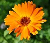 Calendula officinalis