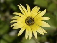 Arctotheca calendula