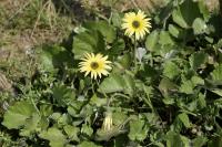 Arctotheca calendula