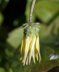 Arctotheca calendula